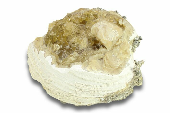 Fossil Clam (Mercenaria) with Fluorescent Calcite - Rucks Pit, FL #285865